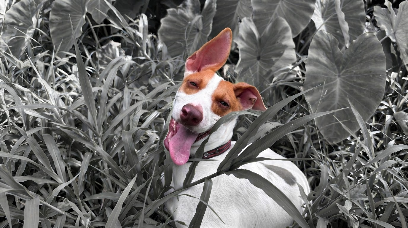 Rescued dog at Animals Alive TT