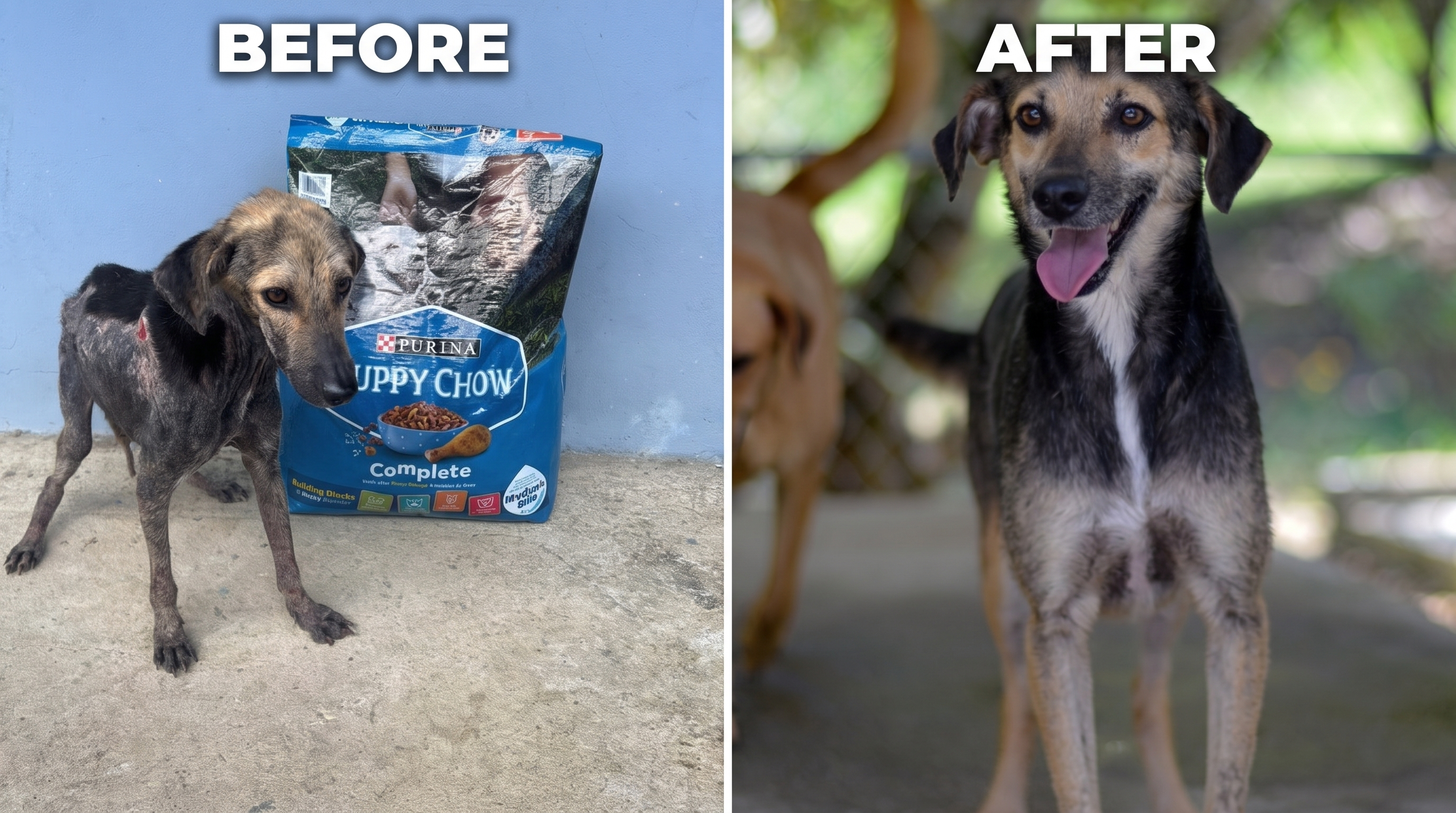 Ralphie — before and after rescue