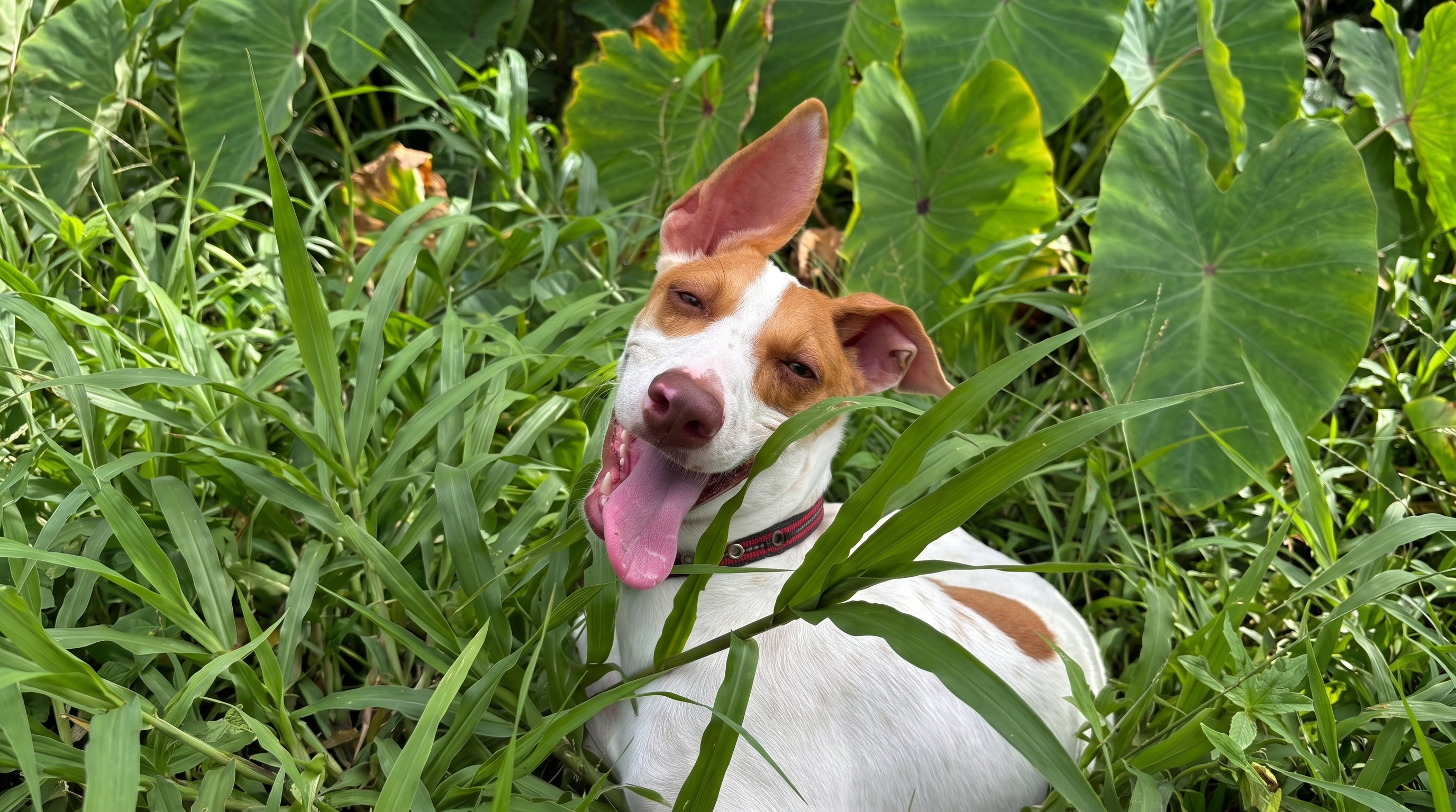 Rover aka Roberto — three-legged survivor